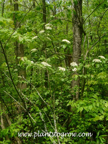 Blackhaw Viburnum (Viburnum prunifolium) 
This plant was growing in the deep shade of other trees. (May 24)